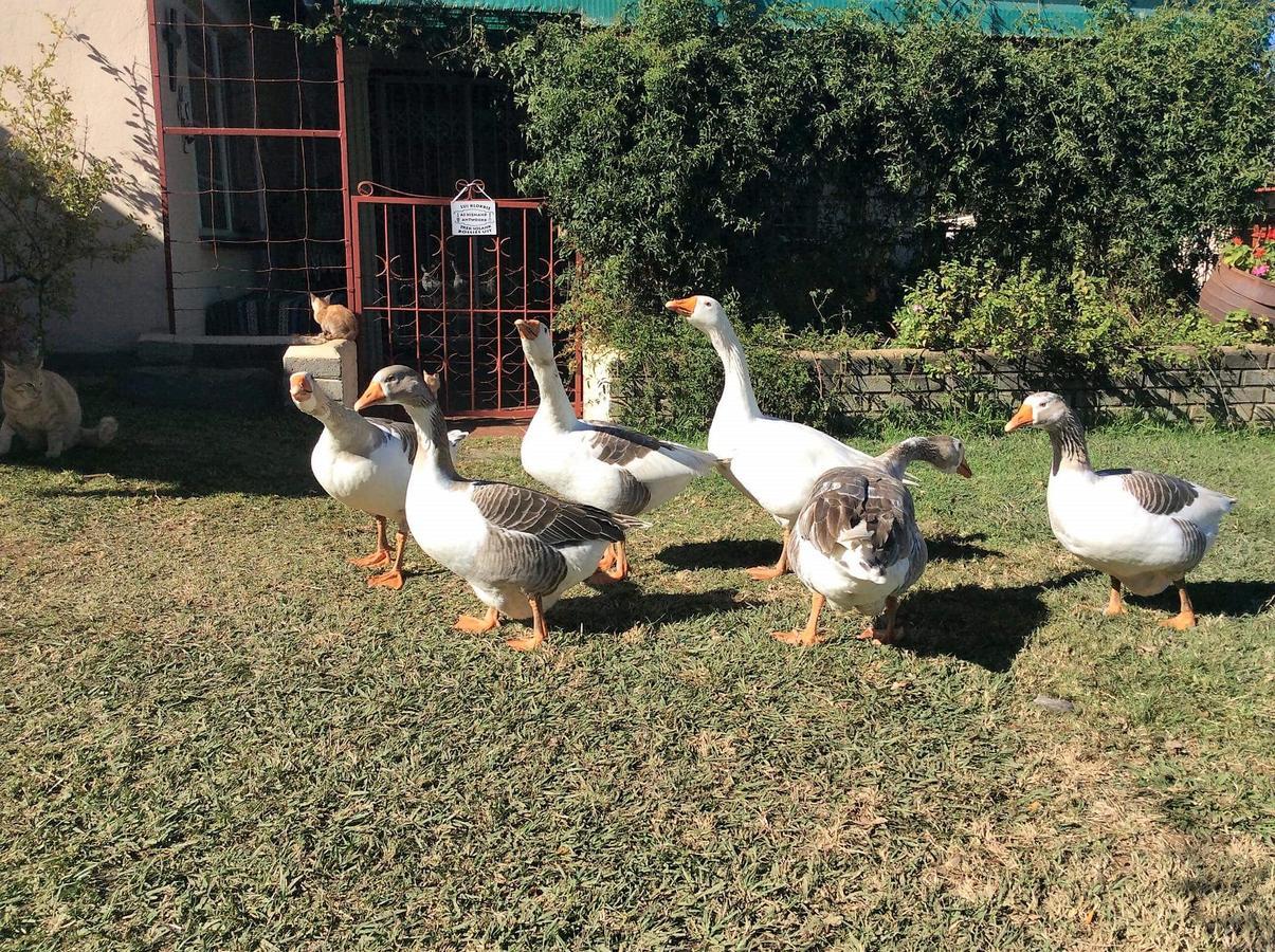 Petra'S Country Guesthouse Vryheid Dış mekan fotoğraf
